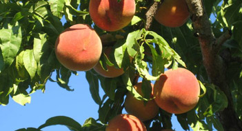 peaches